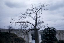 Tree in front of dam