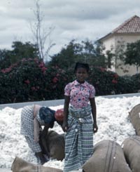 Women unloading cotton